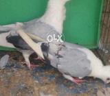 Serious buyr cntct me