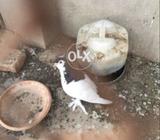 Shaiyah pabai nar or shiyah togi maddii