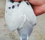 Silver madi 5 kli ki
