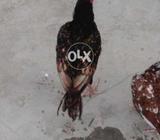 Veay Beautifull Gori From mianwali