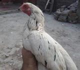 White cheeni madi for sale