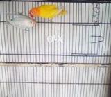 Yellow pasnata nd white pasanata