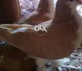 Zard pair female kachpari