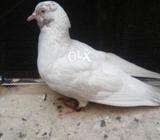 3 aded madian