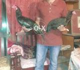 Aseel lasani. Shkoeen