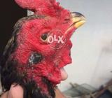 Bangham Sindhi Long height