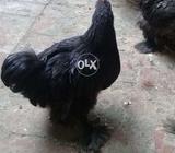 Bantom hens for sale