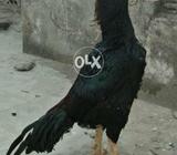 Bohot hi achi nasal ka morga