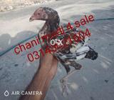 Cheni pathi