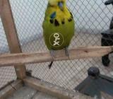 Exhibation and tcb forsale loc