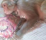 Femel money for sel 7 month old