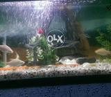 Full acoriyam 30 fish and 7 sharc fish