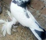 Full helthy and active pegon