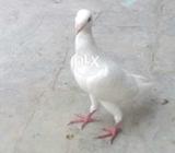 German beuty 1 pice