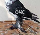 Ghubara kabuter ka jawan patha nar