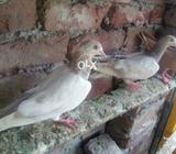 Goden lakha pair