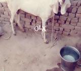 Gulabi rajan puri cros