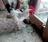 Healthy and beauti rooster