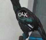 Hi class moshka ptha full fitar longh hite wite eyes black keel sirse