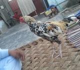 Hsil murga