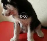 Husky puppy wolly Cort imported with documents