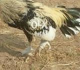 Jawa Murga bohot achi nasal ka