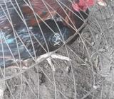 Khatarnak Laraka murgh