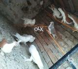 Laal shabaz gobary kasne kaboter