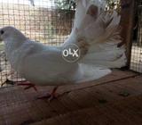 Laka breder mel for sel