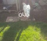 Mianwalli Heera aur Saleti mix