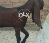 Negari healthy and active