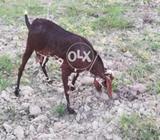 Nice goat available