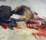 Professional Qasai/zabeha available