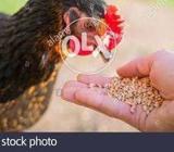 Puor seel ha