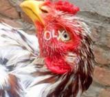Red cheena