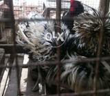 Silver frizel polish