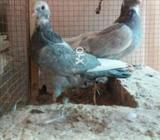 Silver kawwa