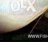 Two Giant Gourami Fish Size 1 Feet