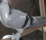 Faroza male silver bared