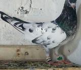 Ferozpuri female