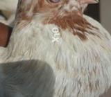 Galwa breedar peyar yang