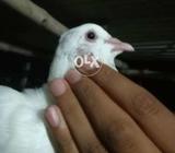 Gobar breed male