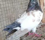 Hambera khal pely gul