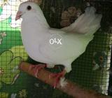 Resar baredar pair available
