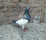 Sabaz khal kalyara ek taraf se 4 kali kalyara he or ek trf se 7 kali k
