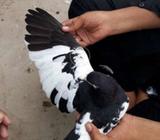 Siyah khaal kalyary . Male 3+4 & female 6+7