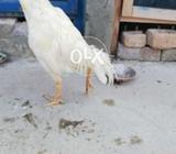 White bengam murgh