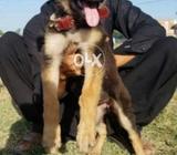 German shepherd femile 2 month for sale