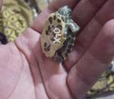 Green Turtle