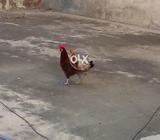 1cock and 1 hen